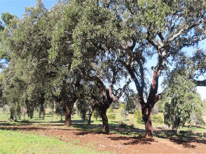 Image No.23-Propriété à vendre à Castelo Branco