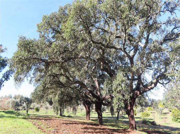 Image No.24-Propriété à vendre à Castelo Branco
