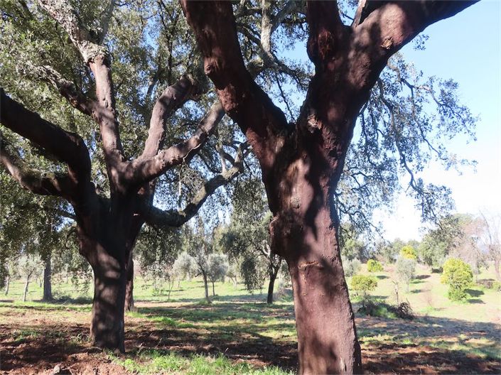 Image No.25-Propriété à vendre à Castelo Branco