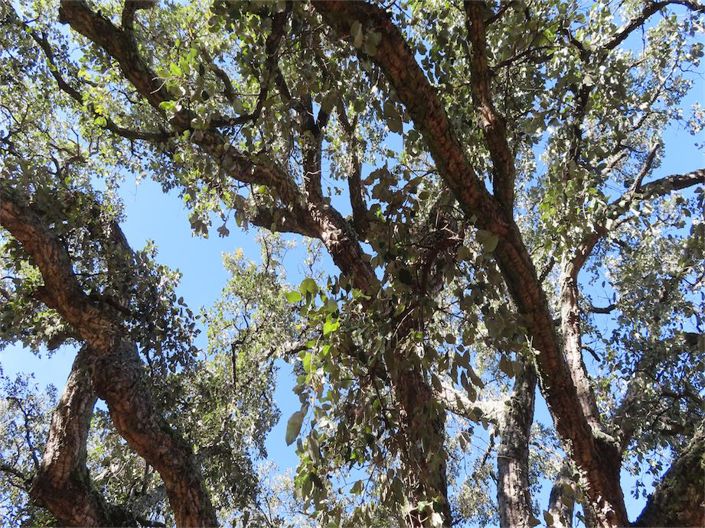 Image No.26-Propriété à vendre à Castelo Branco