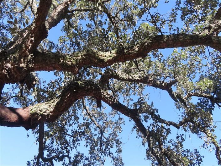 Image No.27-Propriété à vendre à Castelo Branco