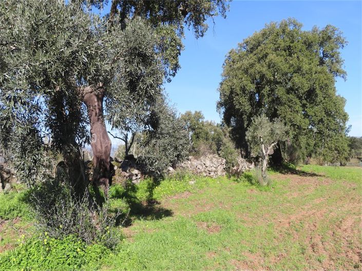 Image No.40-Propriété à vendre à Castelo Branco