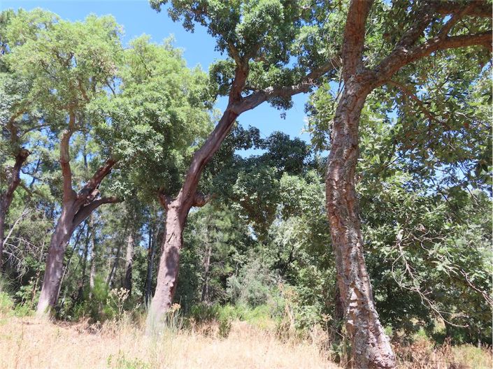 Image No.16-Propriété à vendre à Castelo Branco