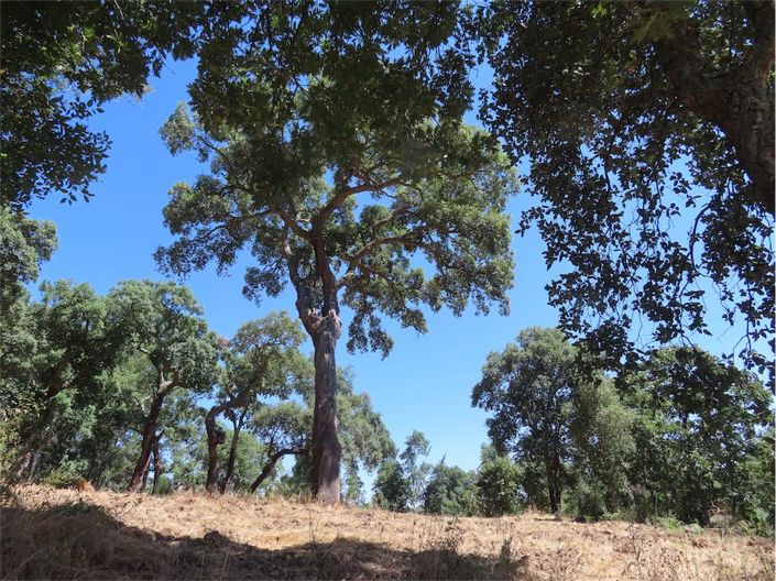 Image No.19-Propriété à vendre à Castelo Branco