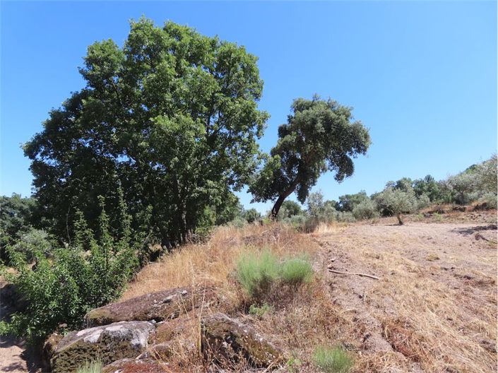 Image No.3-Propriété à vendre à Castelo Branco