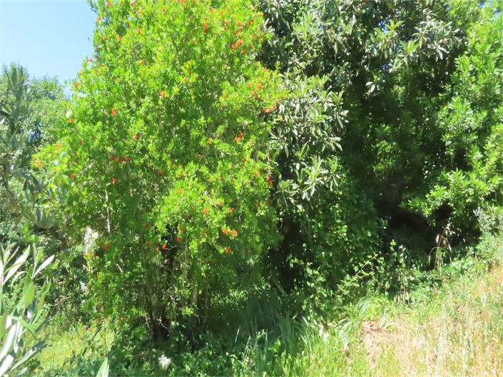 Image No.10-Propriété à vendre à Castelo Branco