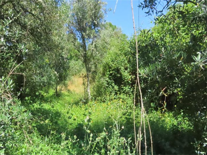 Image No.13-Propriété à vendre à Castelo Branco