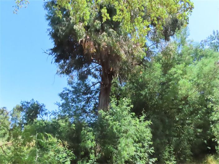 Image No.19-Propriété à vendre à Castelo Branco