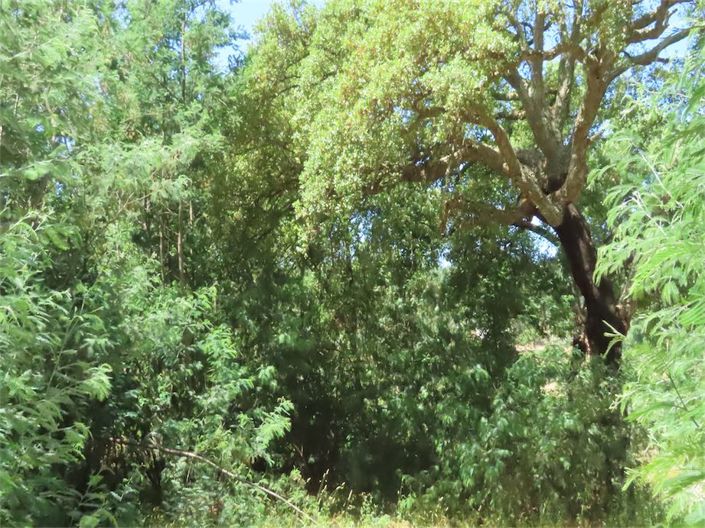 Image No.21-Propriété à vendre à Castelo Branco