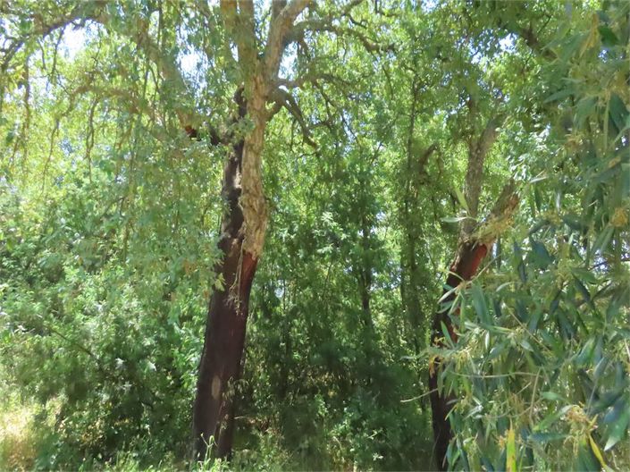 Image No.22-Propriété à vendre à Castelo Branco