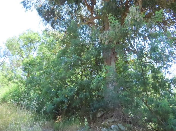 Image No.23-Propriété à vendre à Castelo Branco