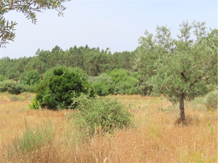 Image No.11-Propriété à vendre à Castelo Branco