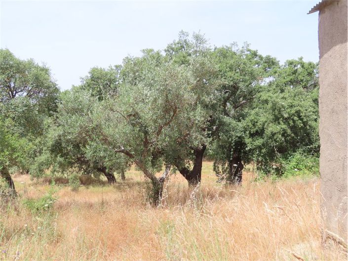 Image No.14-Propriété à vendre à Castelo Branco