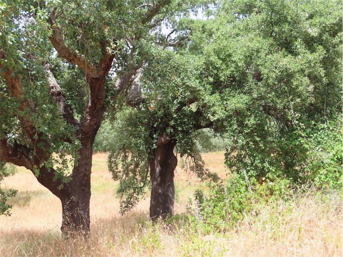 Image No.17-Propriété à vendre à Castelo Branco