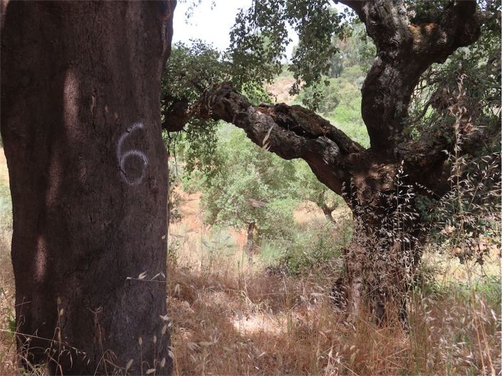 Image No.23-Propriété à vendre à Castelo Branco