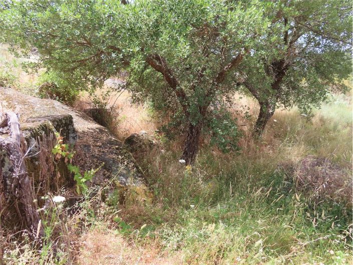 Image No.32-Propriété à vendre à Castelo Branco