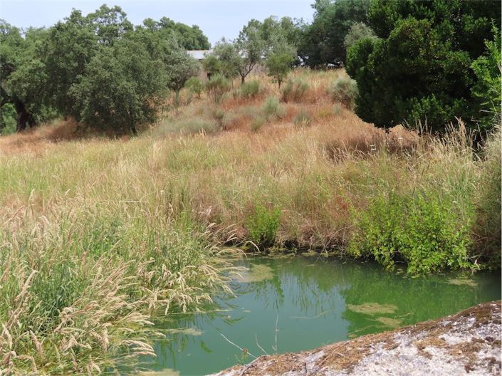 Image No.33-Propriété à vendre à Castelo Branco