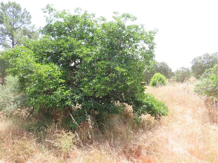 Image No.34-Propriété à vendre à Castelo Branco