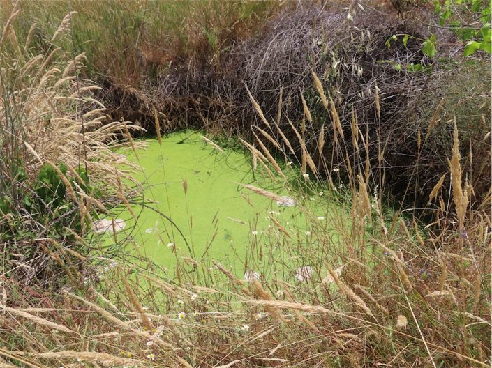 Image No.38-Propriété à vendre à Castelo Branco