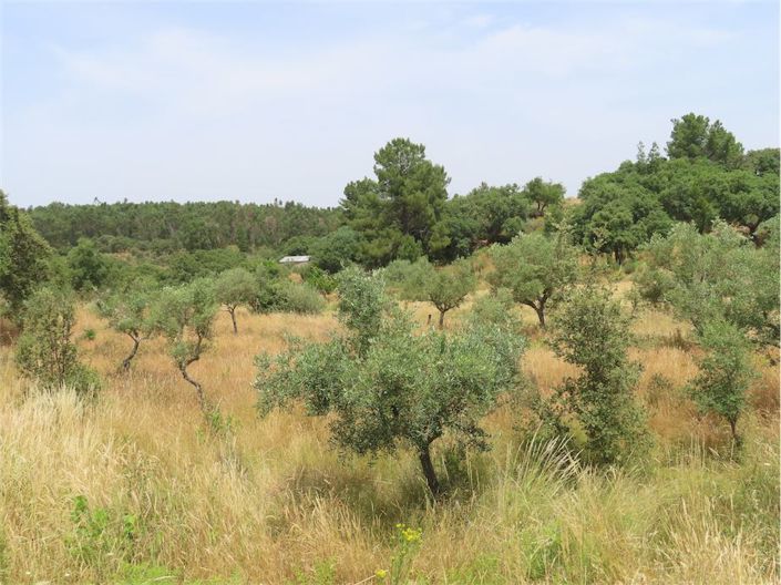 Image No.39-Propriété à vendre à Castelo Branco