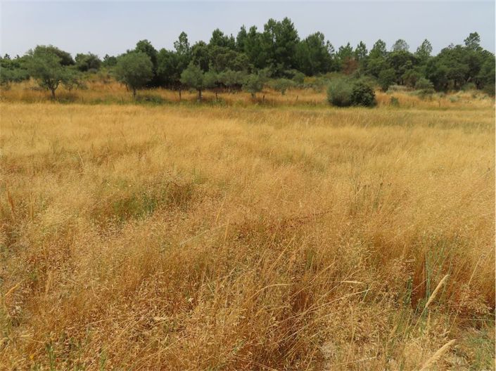 Image No.5-Propriété à vendre à Castelo Branco