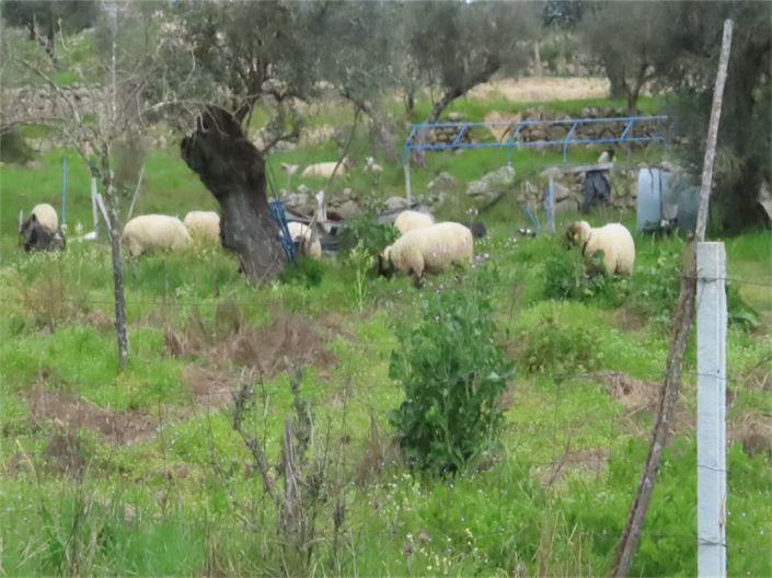 Image No.44-Propriété à vendre à Castelo Branco