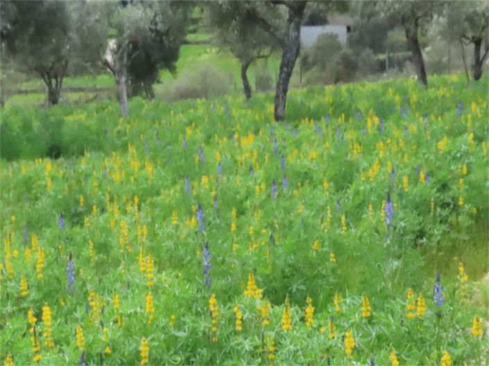 Image No.45-Propriété à vendre à Castelo Branco