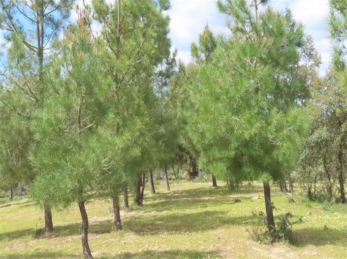 Image No.46-Propriété à vendre à Castelo Branco