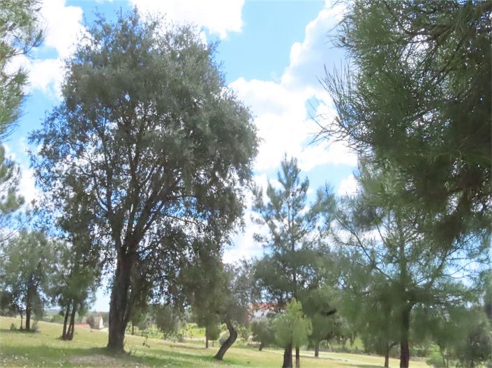 Image No.47-Propriété à vendre à Castelo Branco