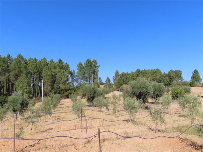 Image No.4-Propriété à vendre à Castelo Branco