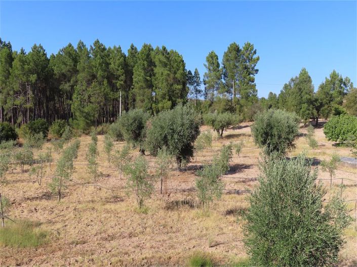 Image No.42-Propriété à vendre à Castelo Branco