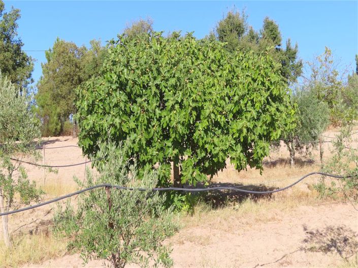 Image No.45-Propriété à vendre à Castelo Branco