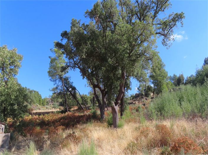 Image No.13-Propriété à vendre à Castelo Branco