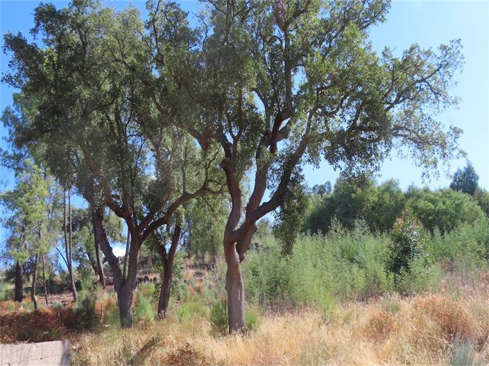 Image No.14-Propriété à vendre à Castelo Branco