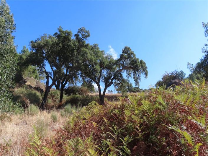 Image No.17-Propriété à vendre à Castelo Branco