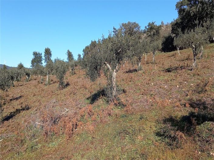 Image No.2-Propriété à vendre à Castelo Branco