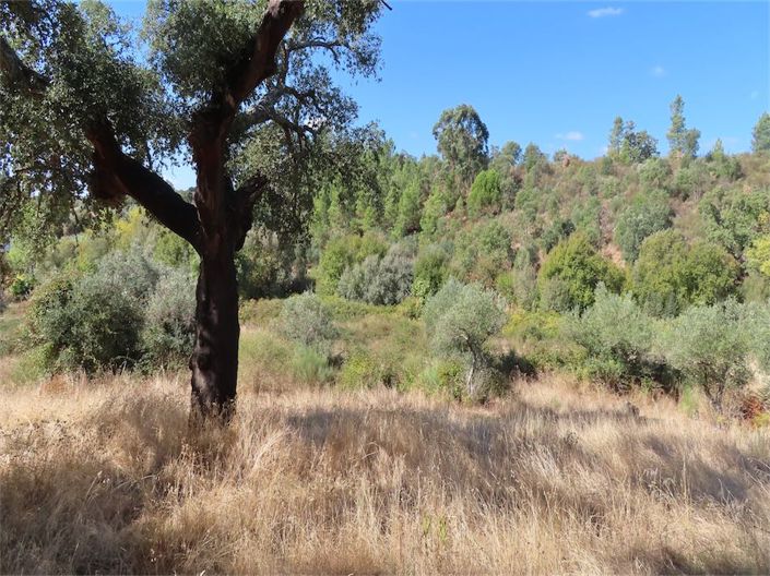 Image No.20-Propriété à vendre à Castelo Branco