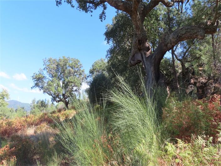 Image No.23-Propriété à vendre à Castelo Branco