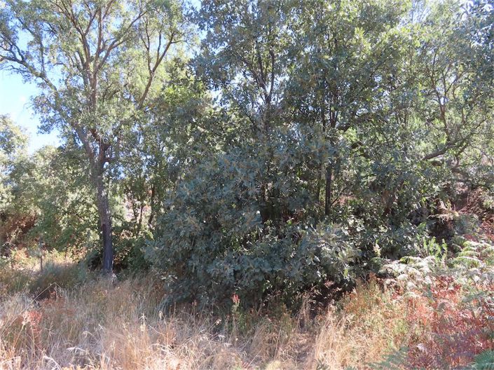 Image No.24-Propriété à vendre à Castelo Branco