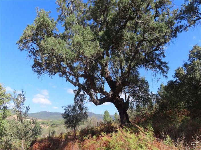 Image No.25-Propriété à vendre à Castelo Branco