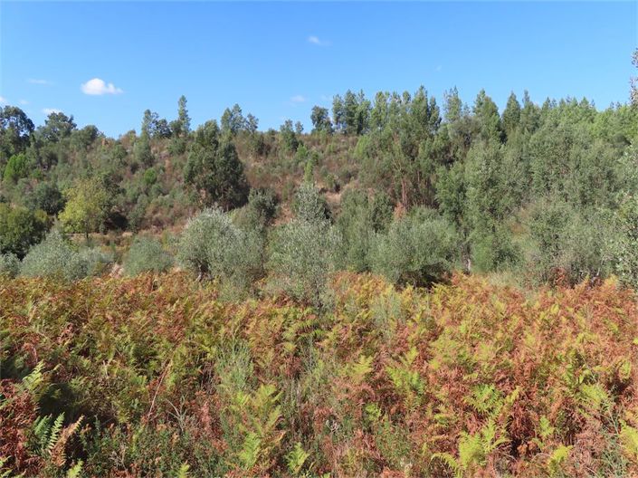 Image No.26-Propriété à vendre à Castelo Branco