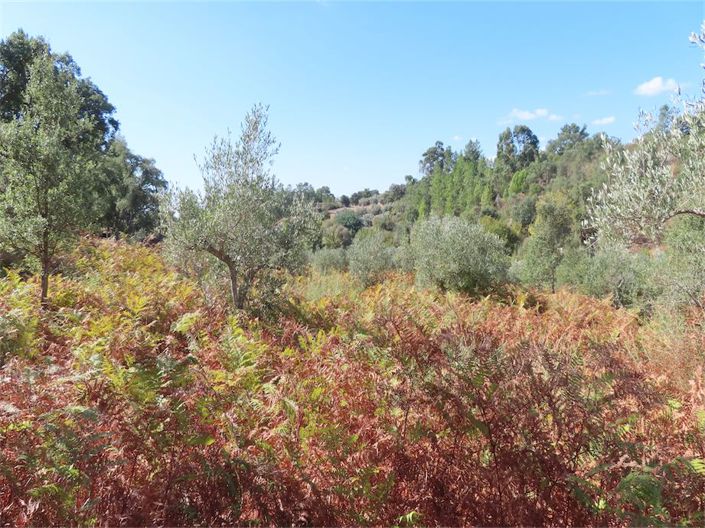 Image No.28-Propriété à vendre à Castelo Branco