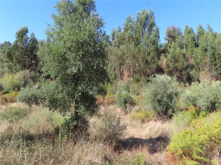 Image No.29-Propriété à vendre à Castelo Branco