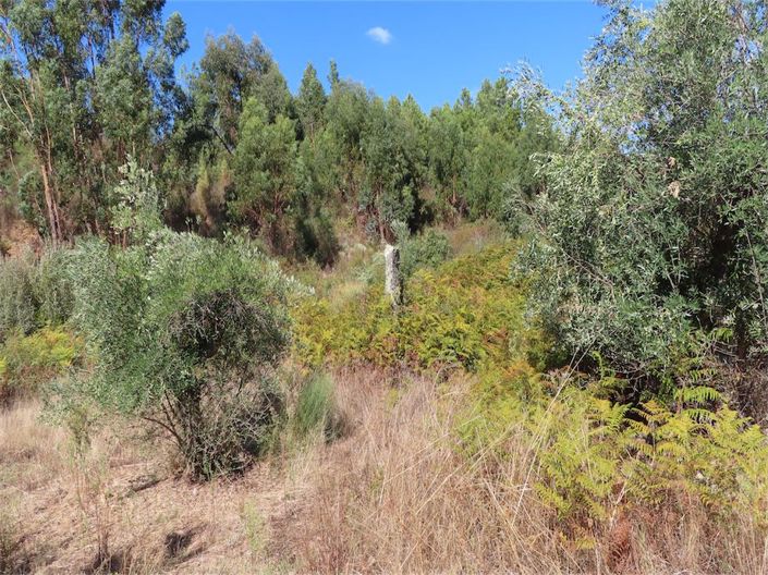 Image No.30-Propriété à vendre à Castelo Branco