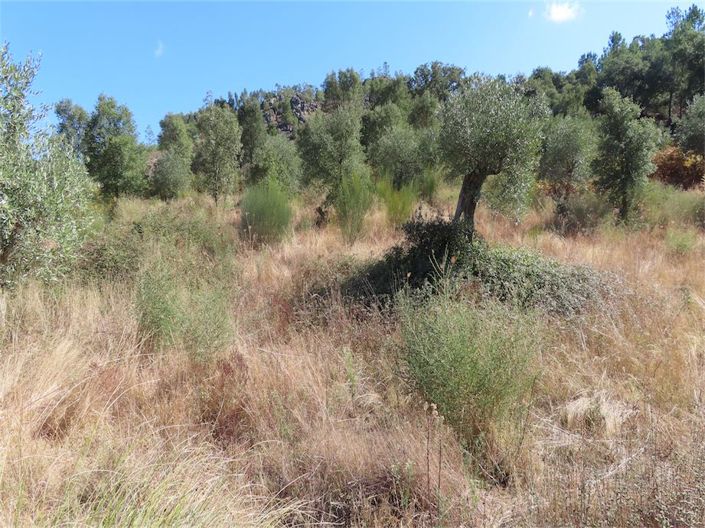 Image No.31-Propriété à vendre à Castelo Branco