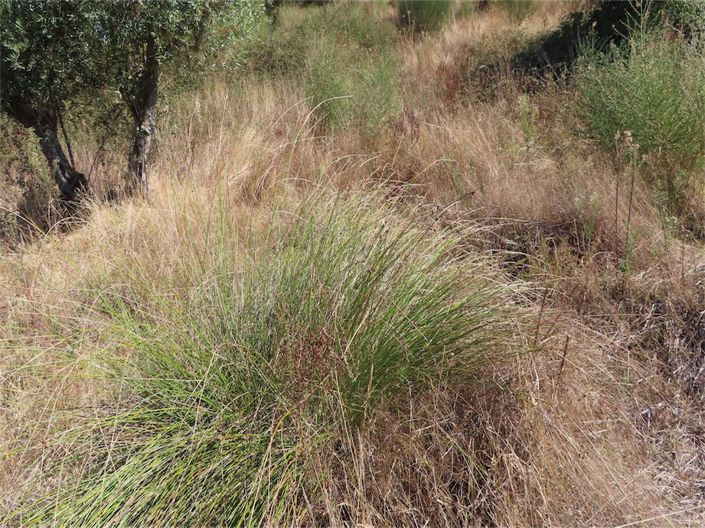 Image No.32-Propriété à vendre à Castelo Branco