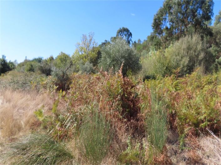 Image No.33-Propriété à vendre à Castelo Branco