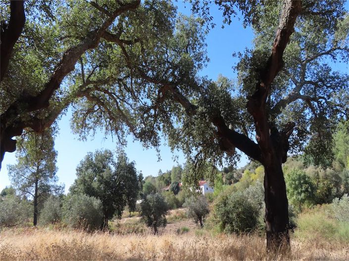 Image No.39-Propriété à vendre à Castelo Branco
