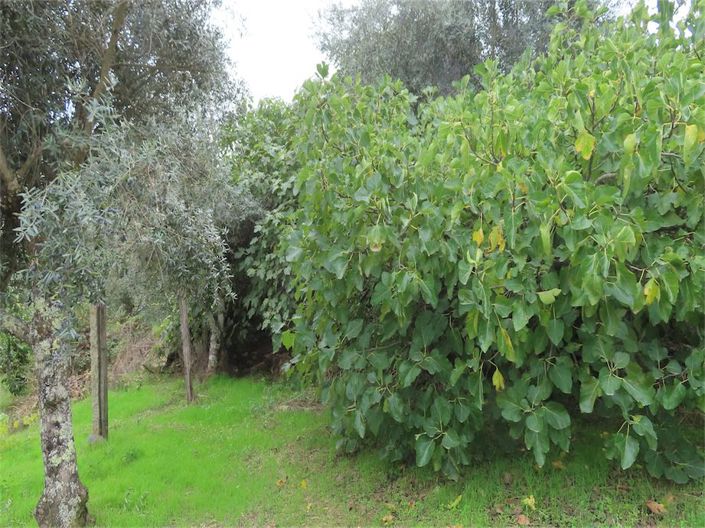 Image No.14-Propriété à vendre à Castelo Branco