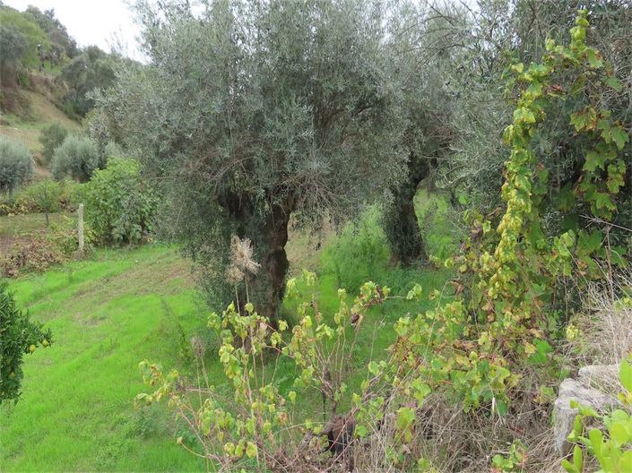 Image No.28-Propriété à vendre à Castelo Branco